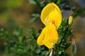 cytisus scoparius